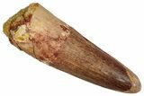 Fossil Spinosaurus Tooth - Beautiful Enamel #356810-1
